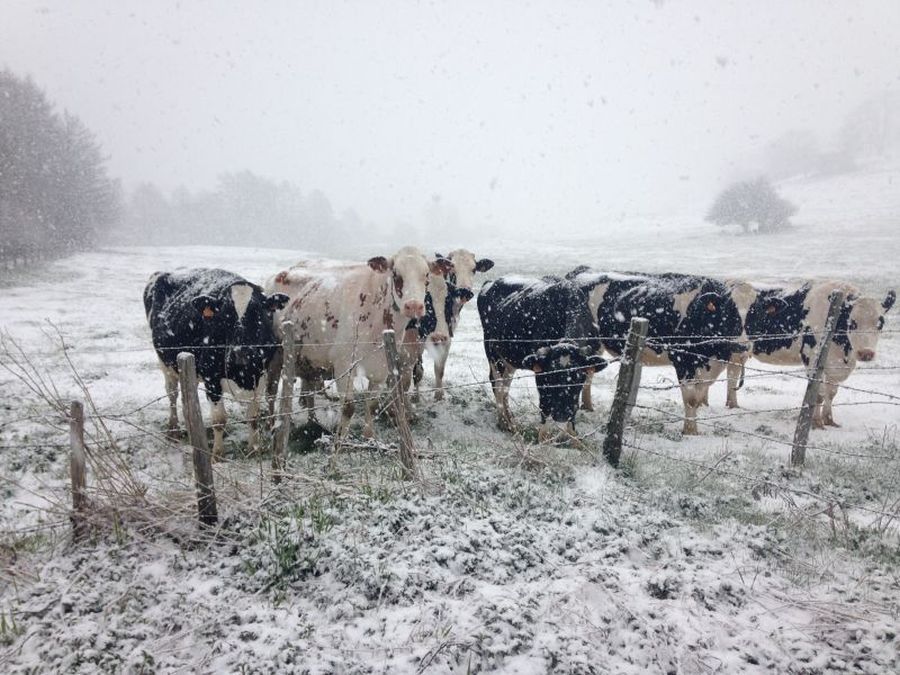 Les vaches, voisines curieuses, observent de nos relevés de terrain sous la neige dans la Veyre en Auvergne.